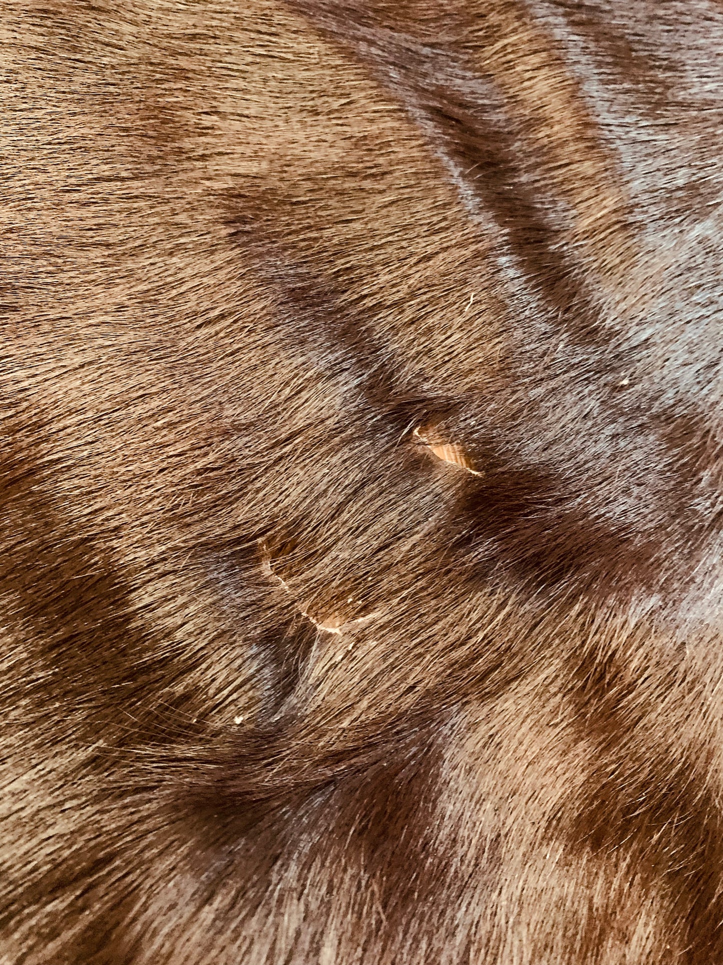 Cowhide Area Rug